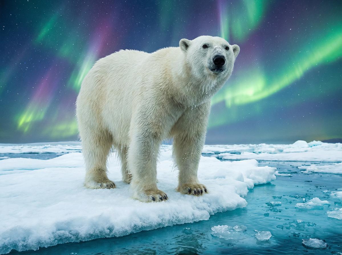 男同视频北极熊视频